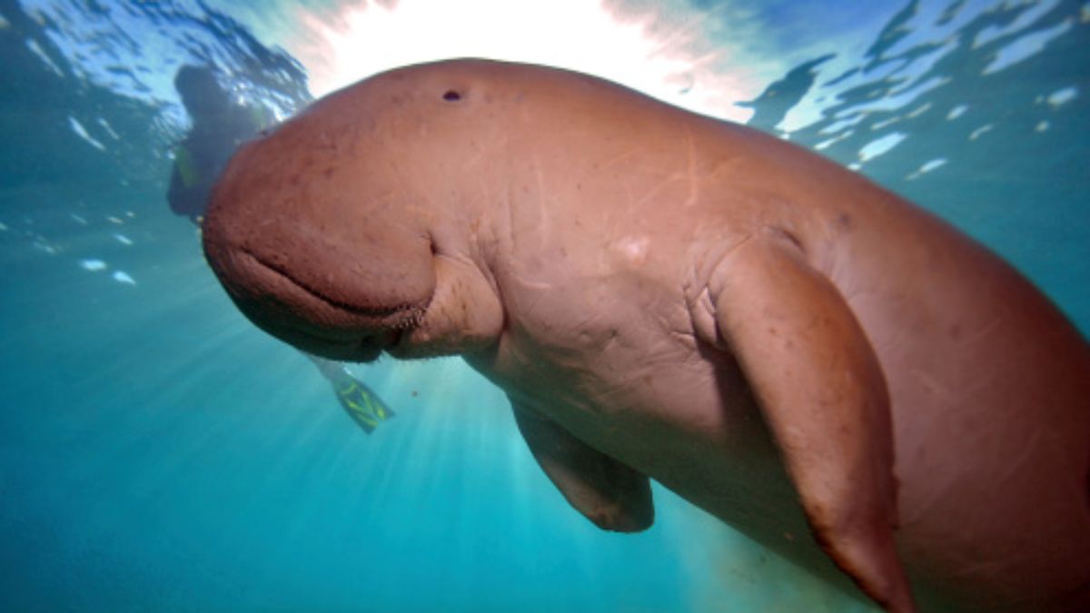 Tamil Nadu To House India’s First Dugong Conservation Reserve To Protect Marine Species