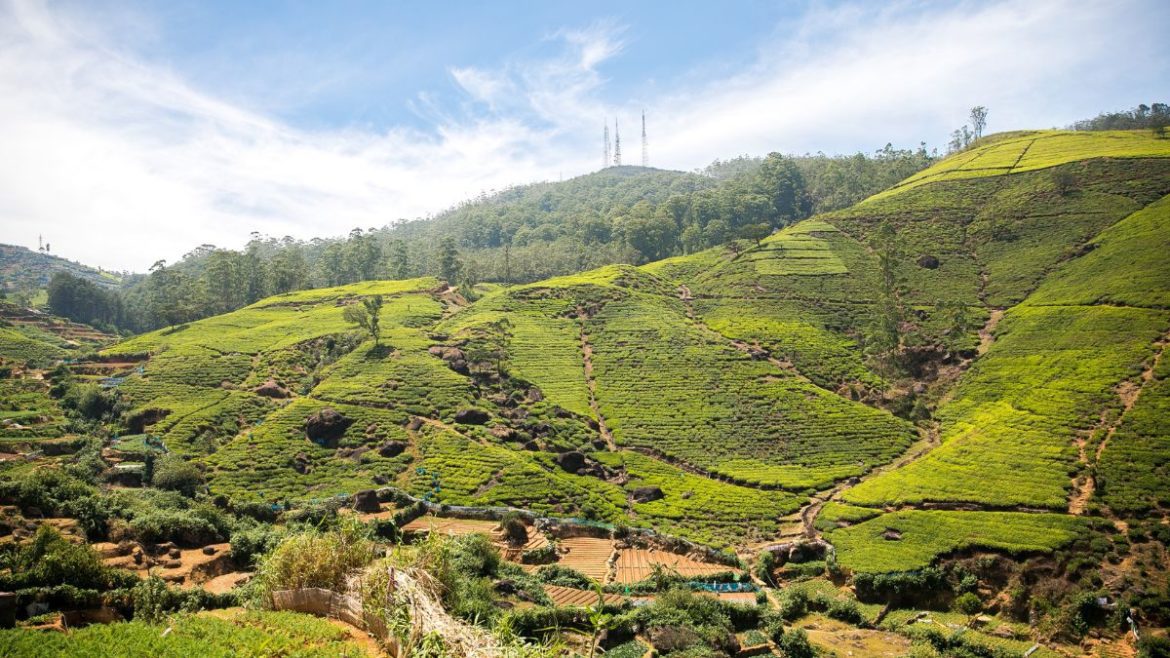 World's Largest Jungle Safari Park Of Over 10,000 Acres To Come Up In