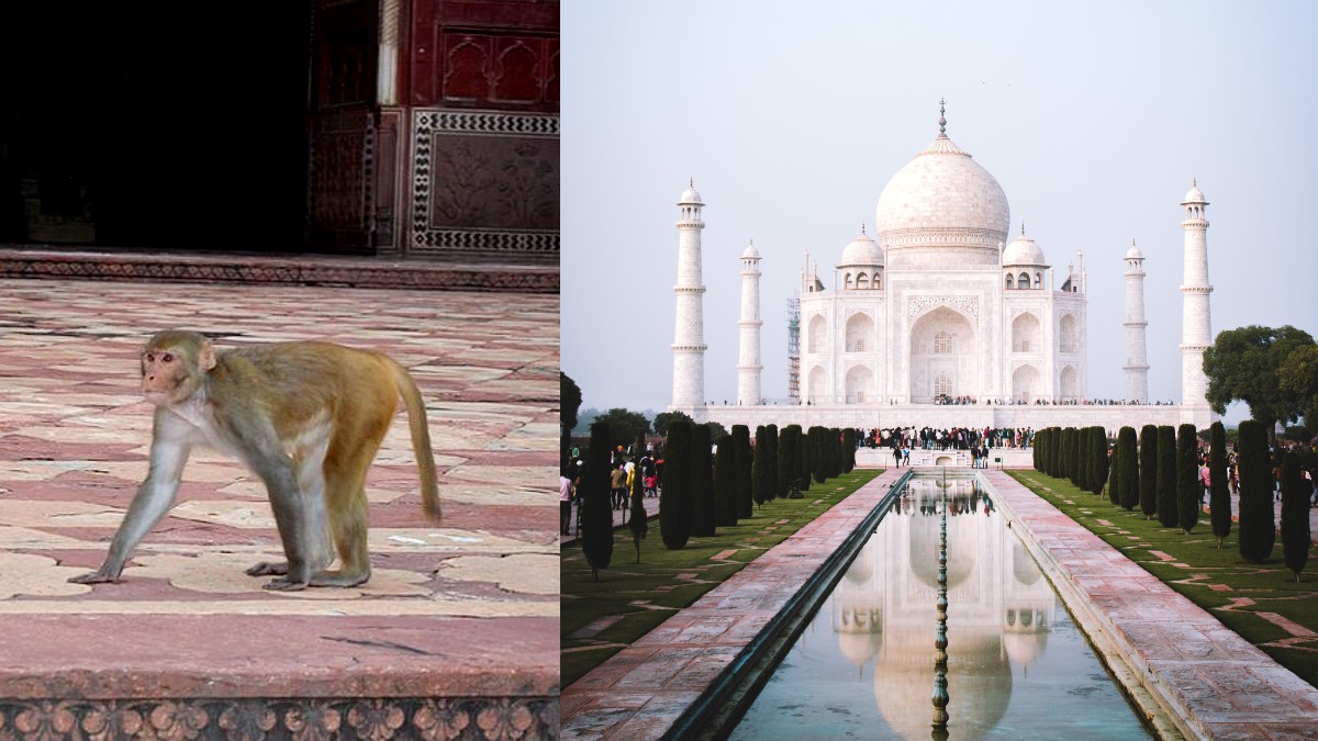 Monkeys Attack Spanish Tourist In Taj Mahal; Earlier, Police Used Slingshots To Get Rid Of Them
