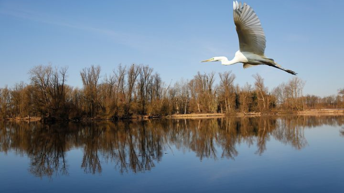 Delhi’s Asola Bhatti Wildlife Sanctuary To Get Artificial Waterfalls & Floating Fountains; Experts Warn Against It