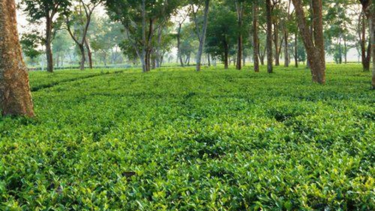 This Is Asia’s Largest Tea Estate In Assam And Is A Must-Visit