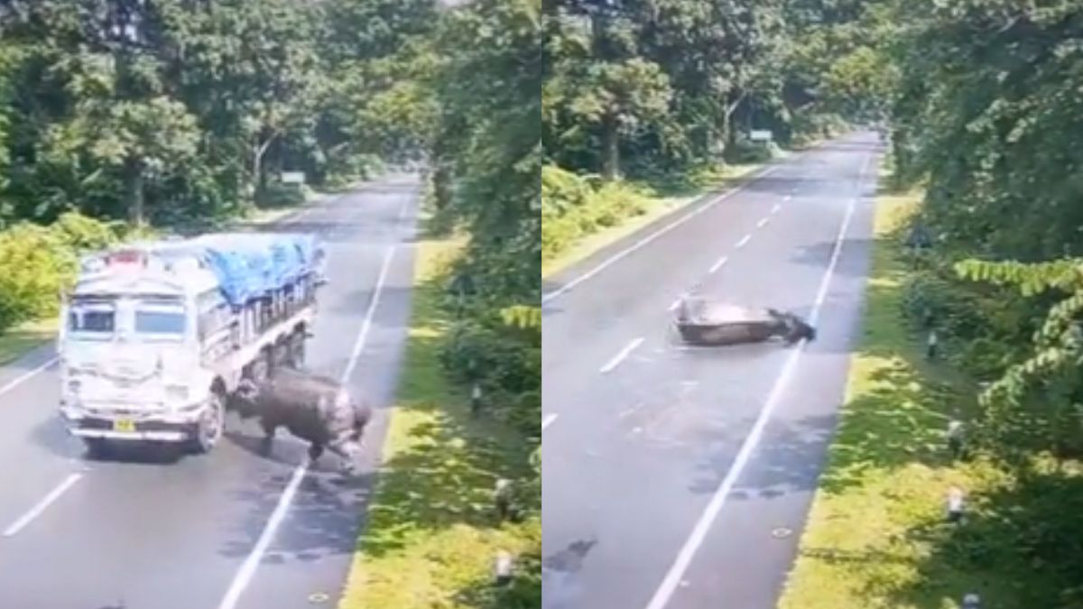Assam CM Shares Heartbreaking Clip Of Rhino Hit By Truck; Vows To Save Animals With Elevated Corridor