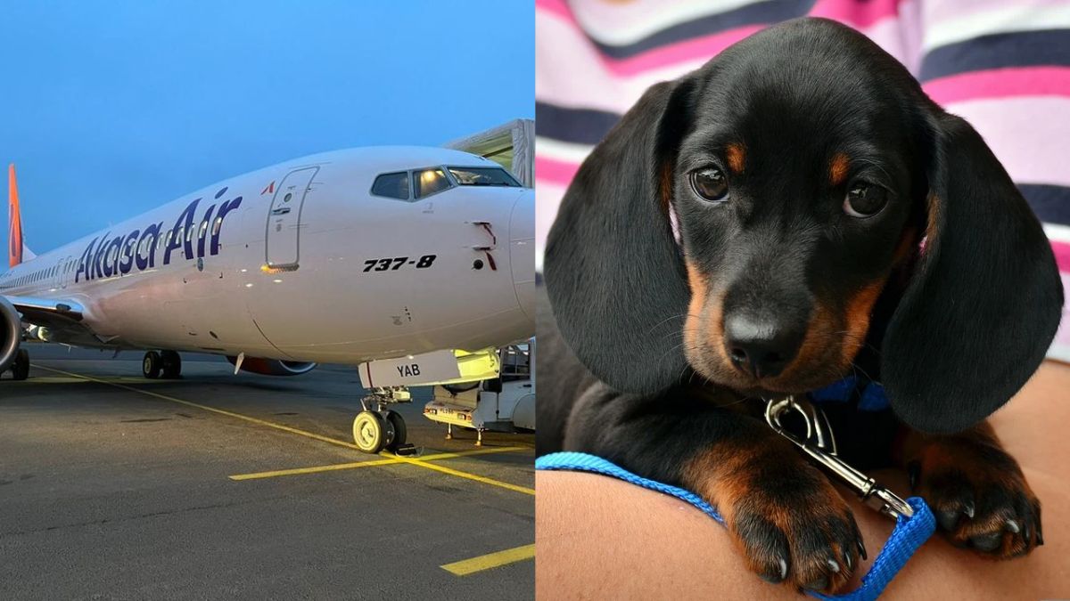 Pet Parents, Akasa Air Now Allows You To Bring Pets On Board! *Pawpplauses*