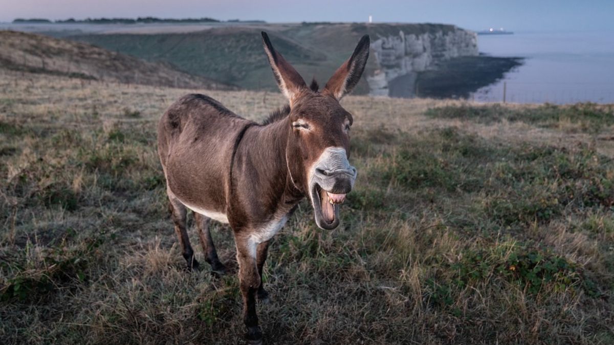 400 Kg Donkey Meat Seized In Andhra Pradesh
