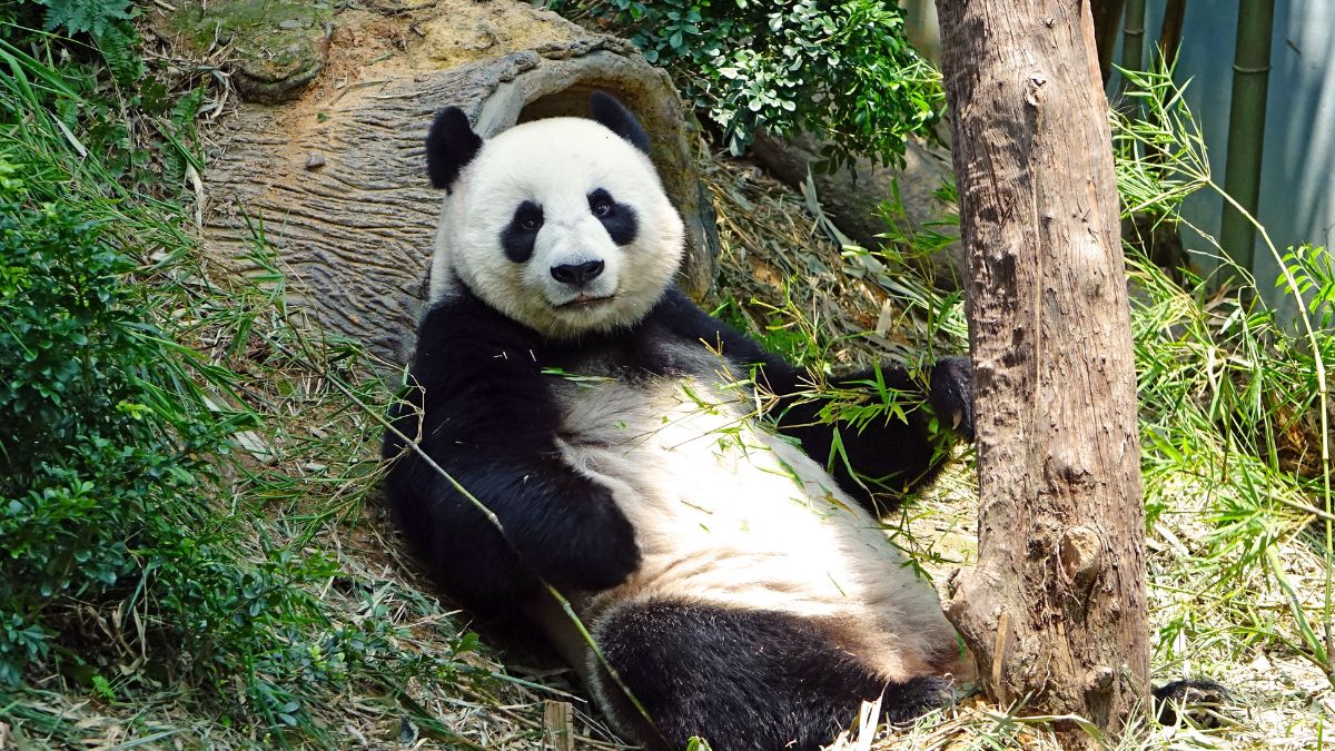 Say Hello To Suhail And Thuraya, The Pandas That Have Arrived From China Ahead Of FIFA In Qatar