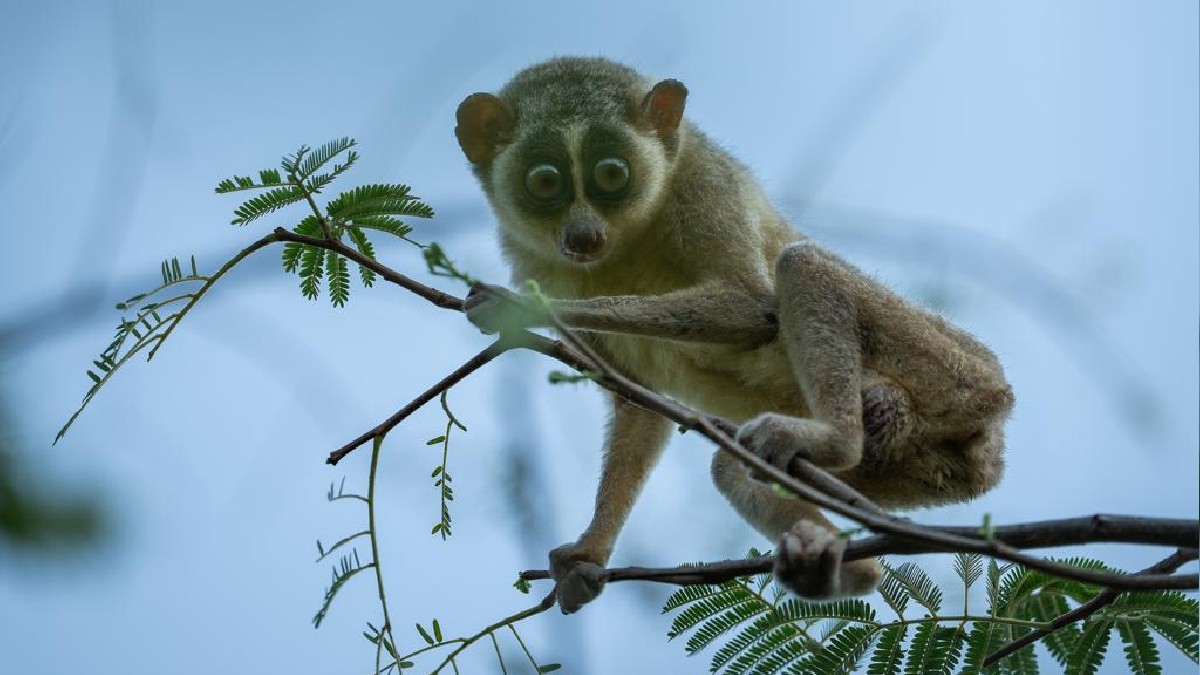 India To Get Its First Sanctuary Dedicated To Slender Loris In Tamil Nadu