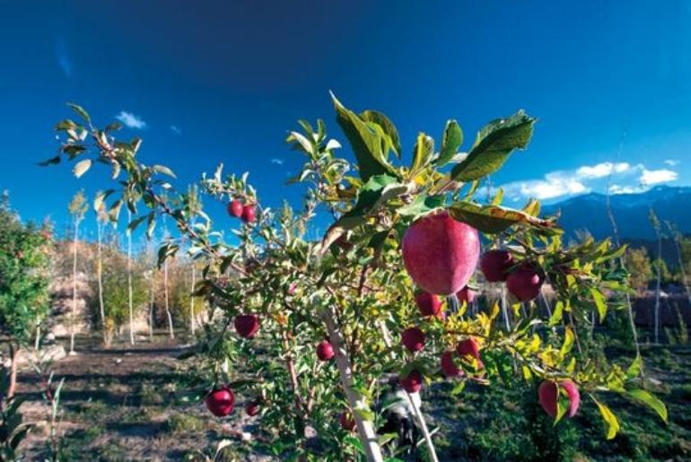 kashmiri apples