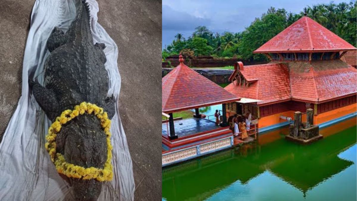 Babiya, The Vegetarian Crocodile Is No More, Devotees Flock To Ananthapura Temple In Kerala