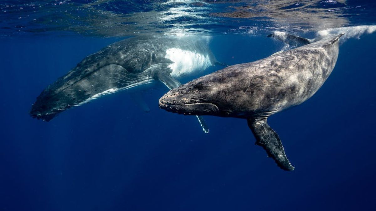 Heartbreaking: 500 Pilot Whales Die In New Zealand Islands In Mass Strandings