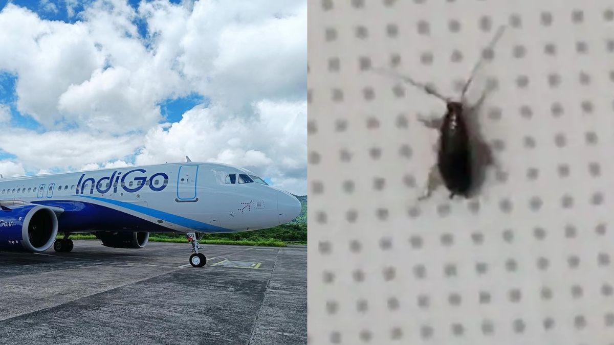 Cockroach Travelling With Us On IndiGo Flight; Music Composer Tweets Video