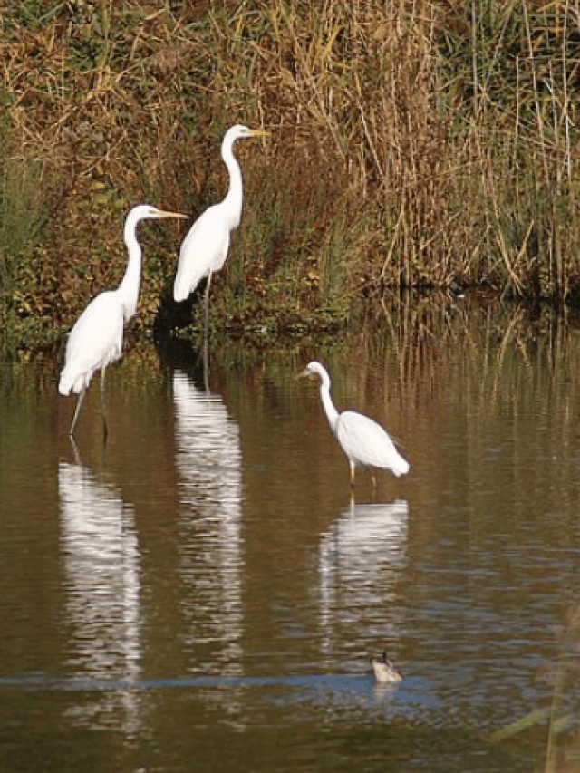 5  Wildlife Experiences To Take In Assam