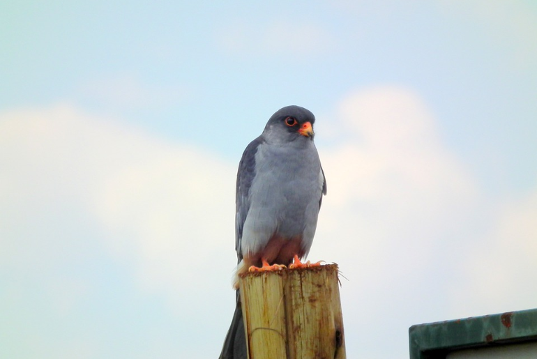 Amur Falcons