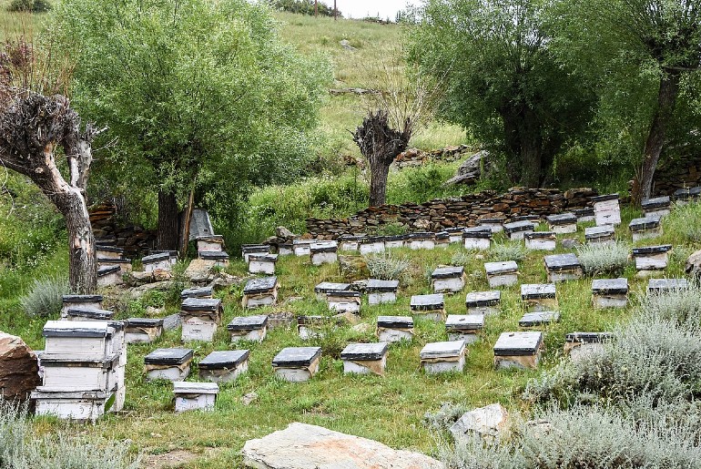 Bee Hives at Udaipur Himachal