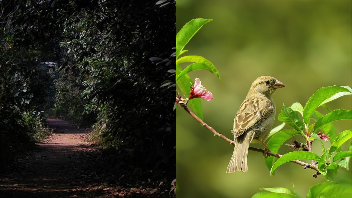 Bird Sanctuary Kolkata