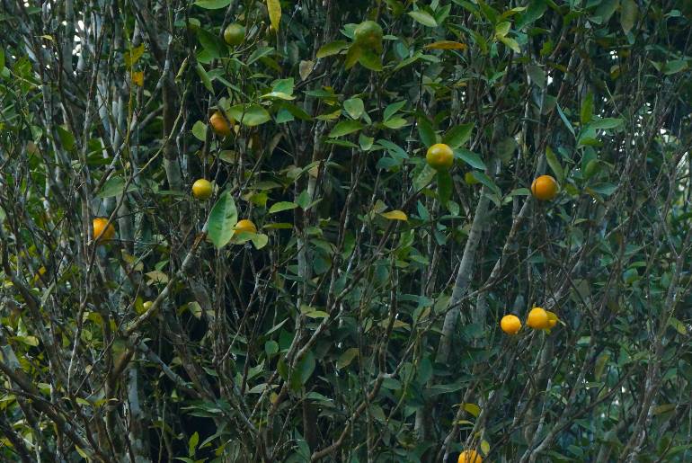 oranges in chota mangwa