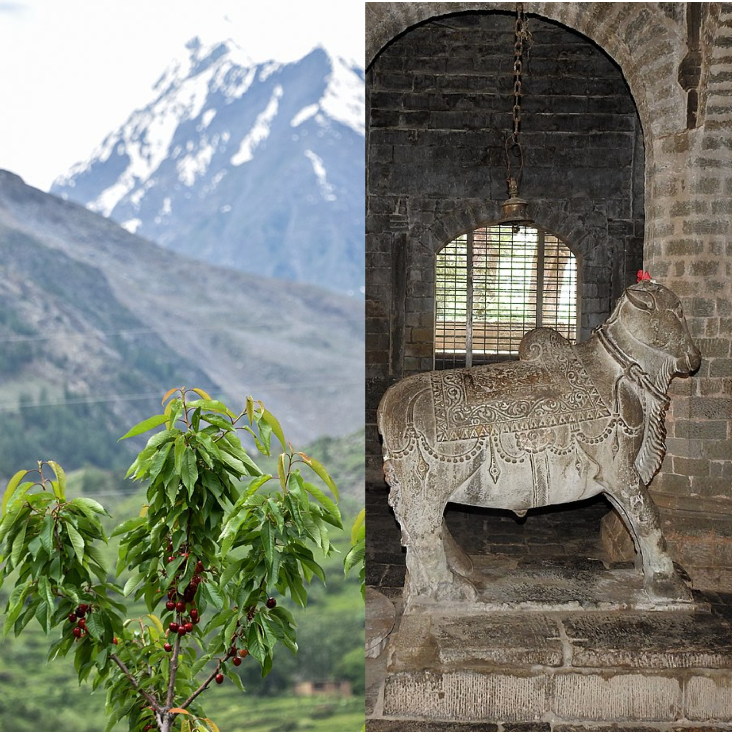 Collage of cherry tree in Himachal and Triloknath Temple