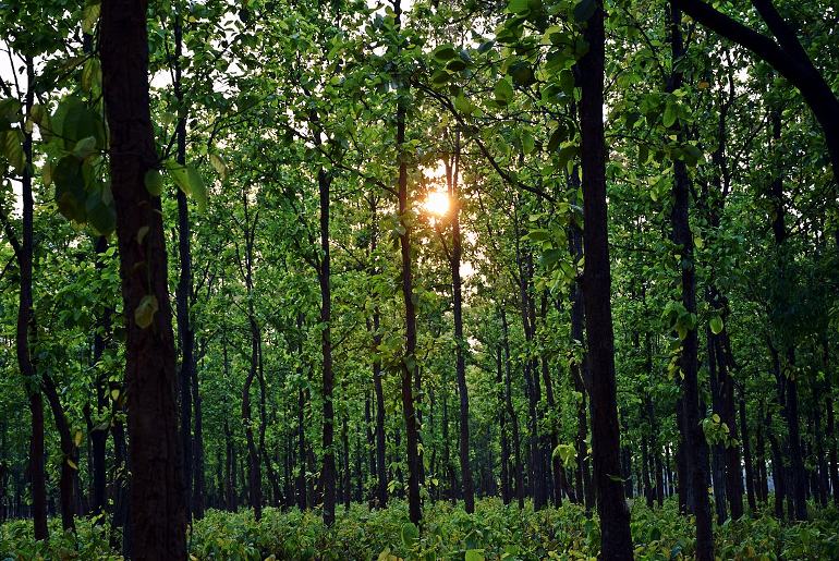 Jharkhand Forest
