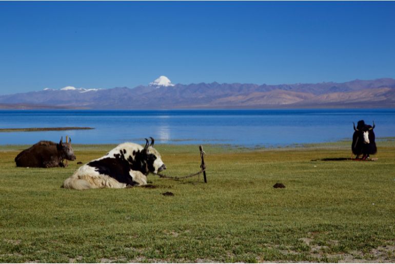 Kailash Mansarovar Road