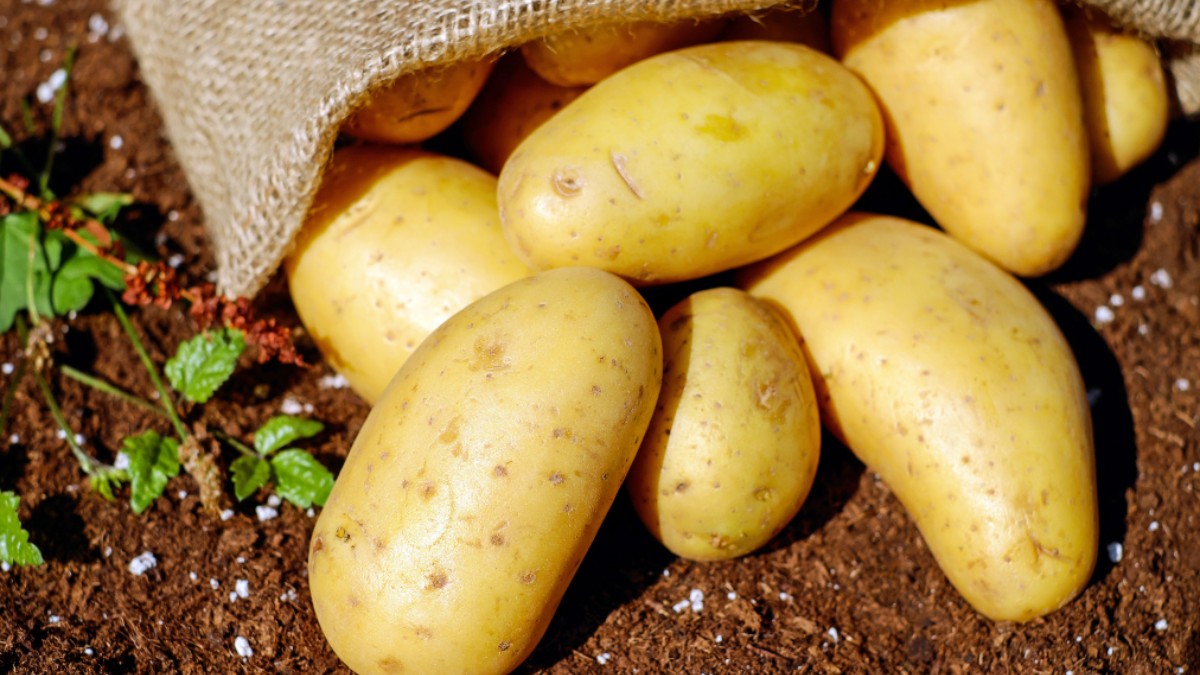 Potatoes Can Be Good For Your Health & Aids Weight Loss Says Study! *Aloo You*