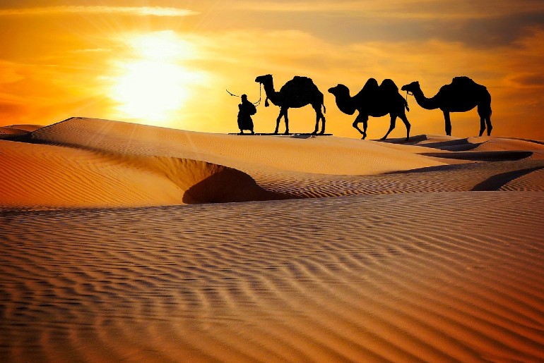 An image of camels walking across the Thar Desert, Rajasthan