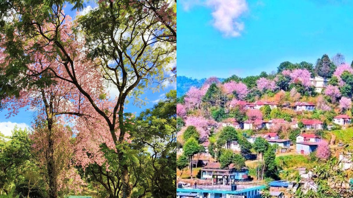 Shillong’s Cherry Blossom Festival Cancelled, Internet Suspended. Here’s Why!
