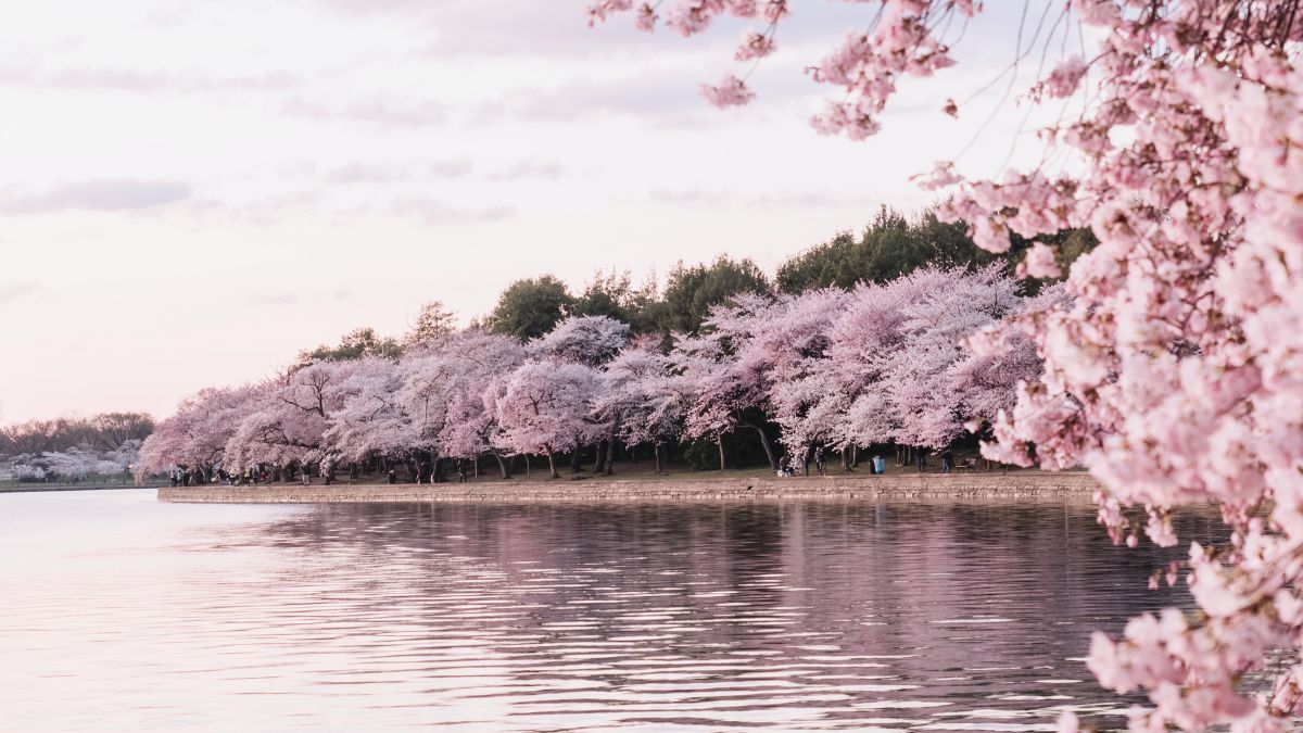 Netizens Are Sharing Gorgeous Pictures Of Cherry Blossoms In Shillong And We’re Gasping In Awe!