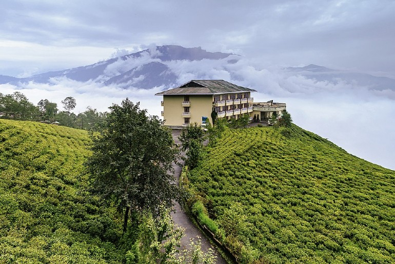 a representative image of a tea garden in sikkim