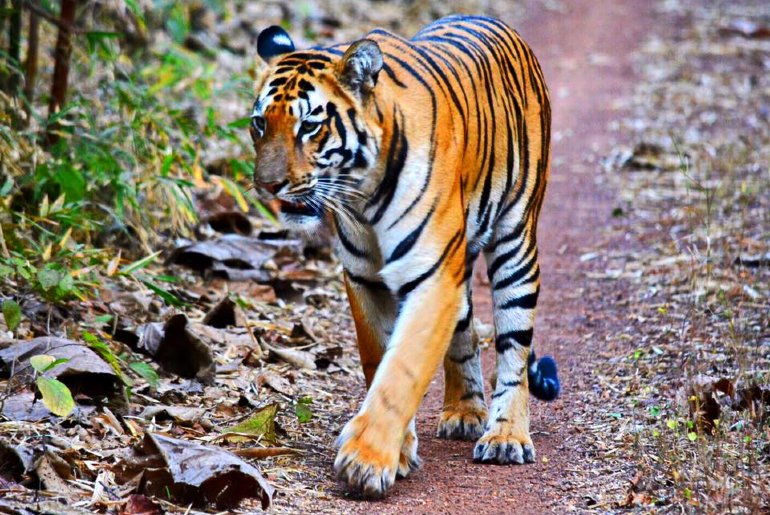 Tiger in Tadoba