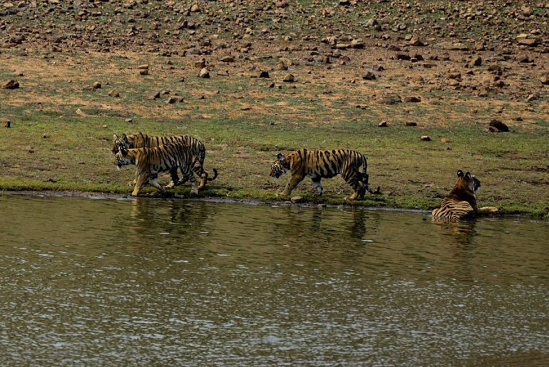 Tigers in Tadoba Andhari Tiger Reserve