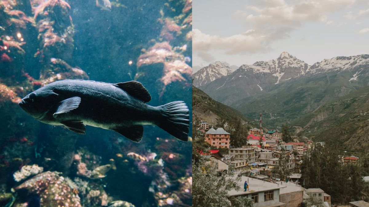 1st Northeast Fish Museum And India’s 1st Aqua Park To Open In Arunachal Pradesh