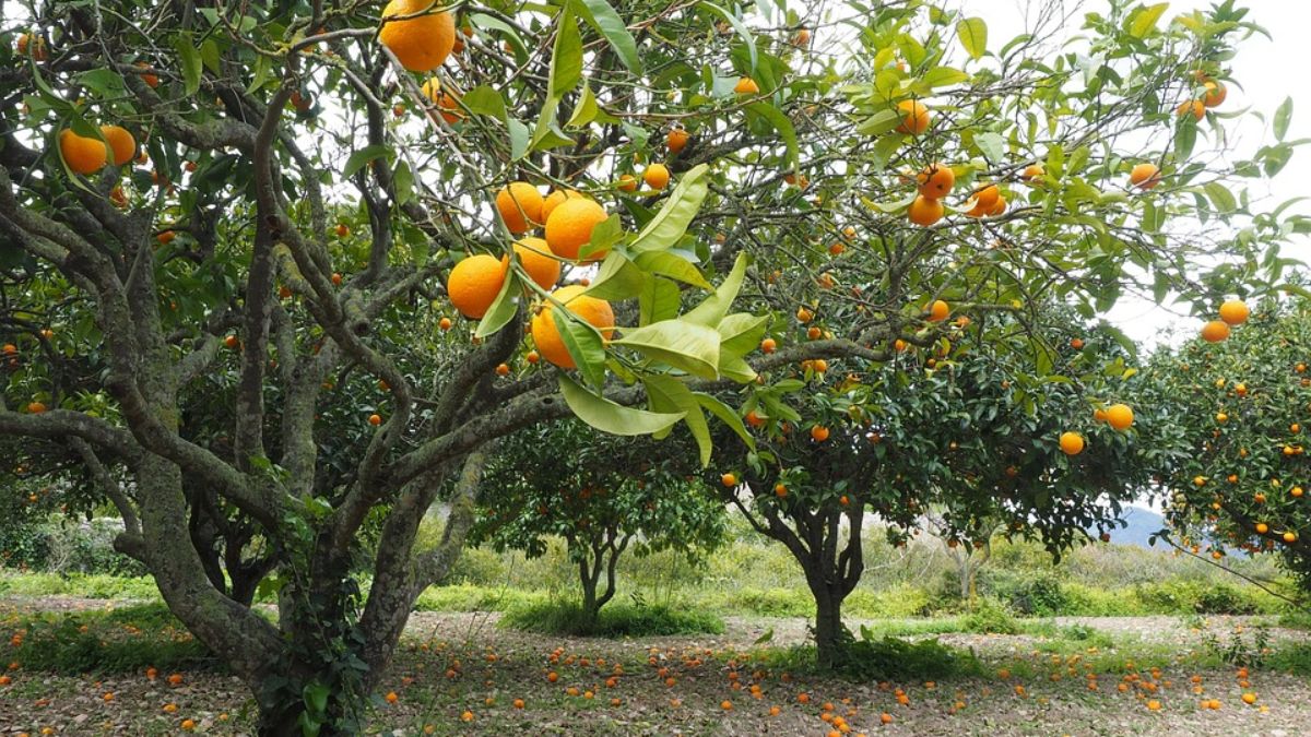 5 Best Winter Destinations In India To Try Sweet, Juicy Oranges At