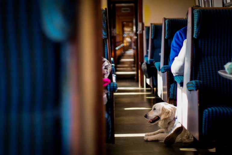 can dogs go in first class on trains