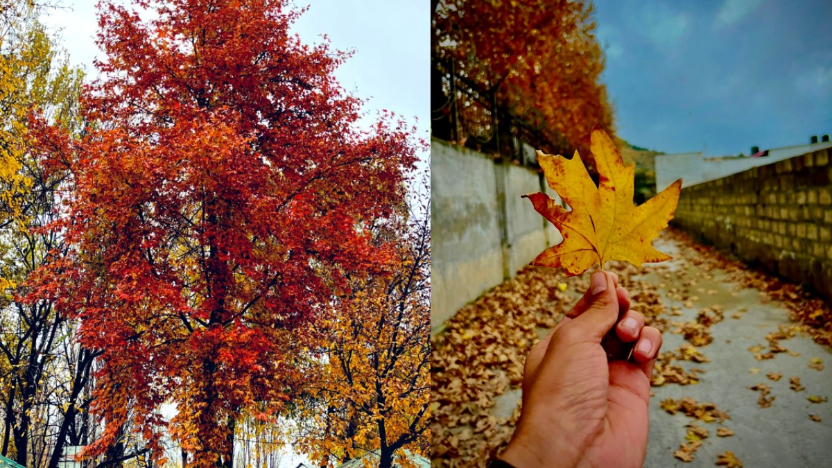 Magical Chinar Trees Colour Kashmir In Red, Yellow & Orange Hues & It’s No Less Than A Fairytale!