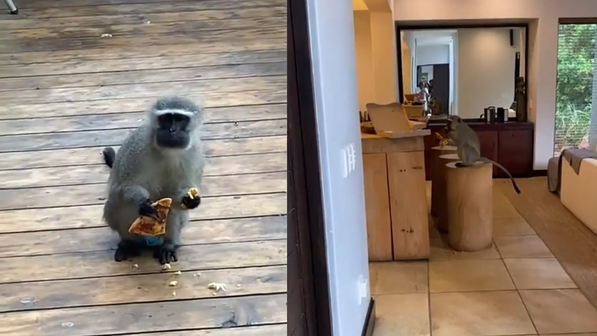 Baboon Enters Woman’s Vacation Home, Tears Chips Packets & Eats Avocados Like It’s No One’s Monkey Business!