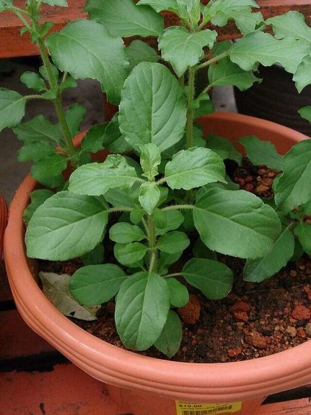 5 Benefits Of Holy Basil