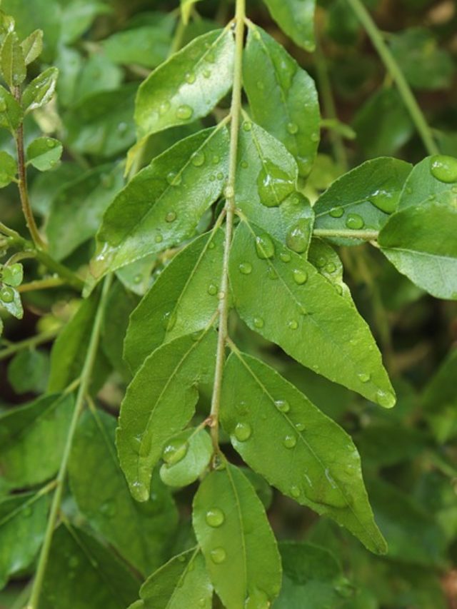 5 Health Benefits Of Kadi Patta You Must Know