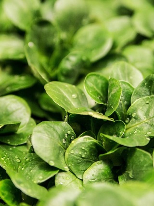 5 Reasons To Eat Lettuce