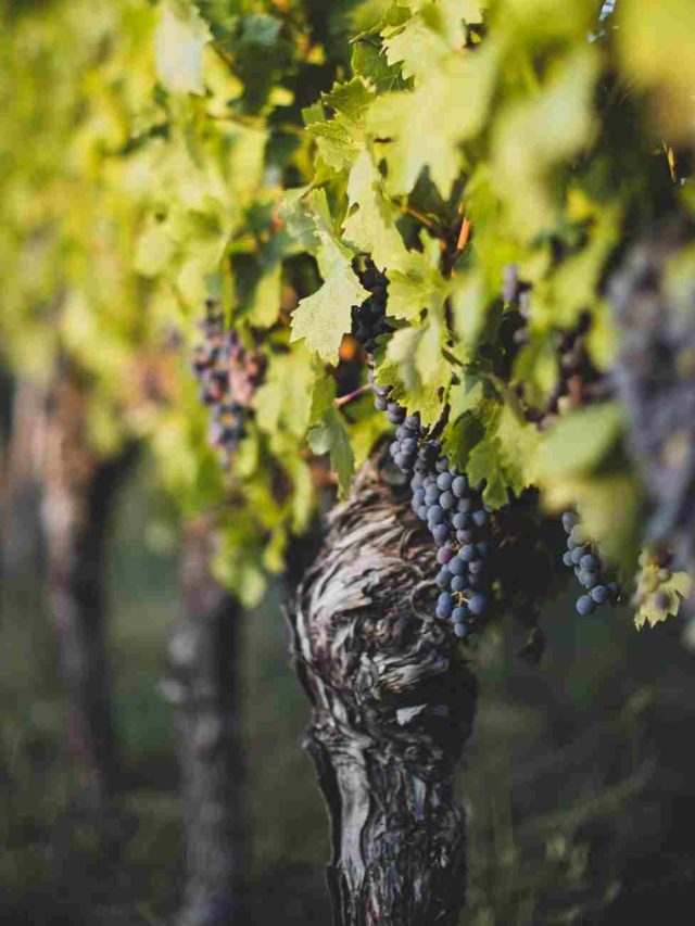 vineyard