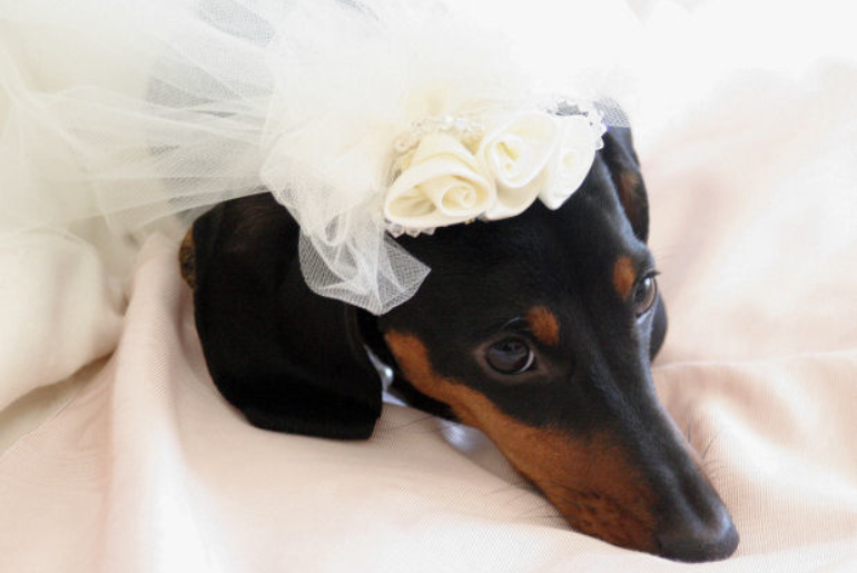 dog wedding 