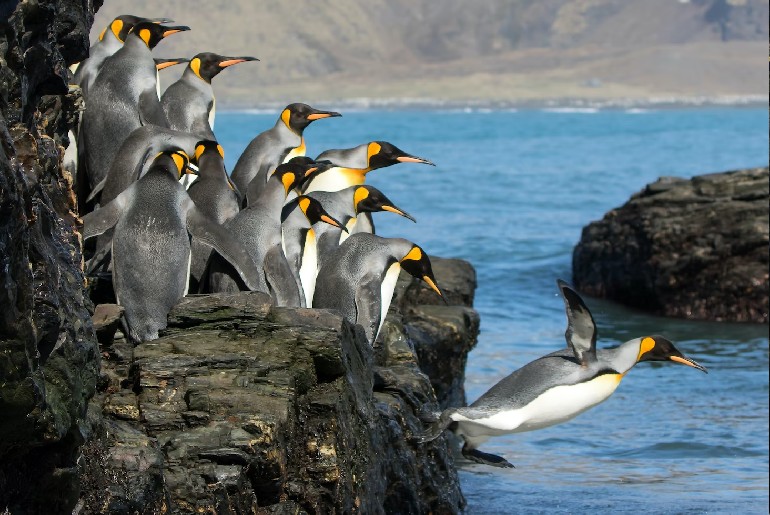 Emperor Penguins 