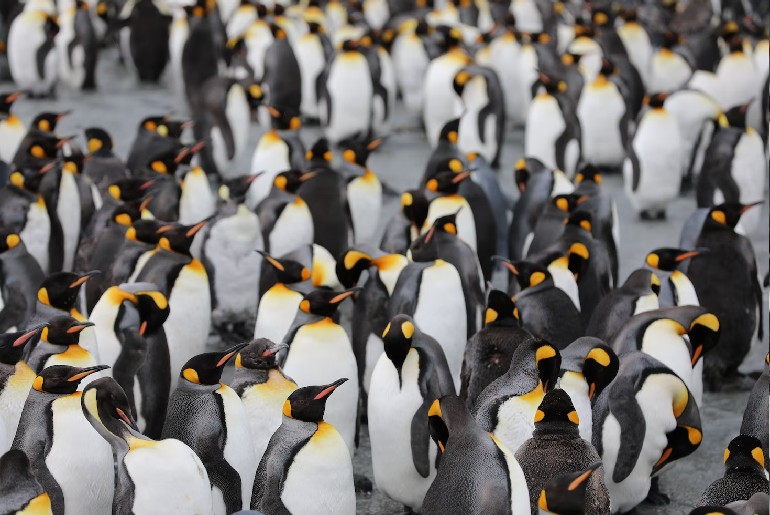 Emperor Penguins 