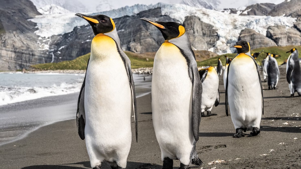 Oh No! Antarctica’s Emperor Penguins Declared Endangered Species