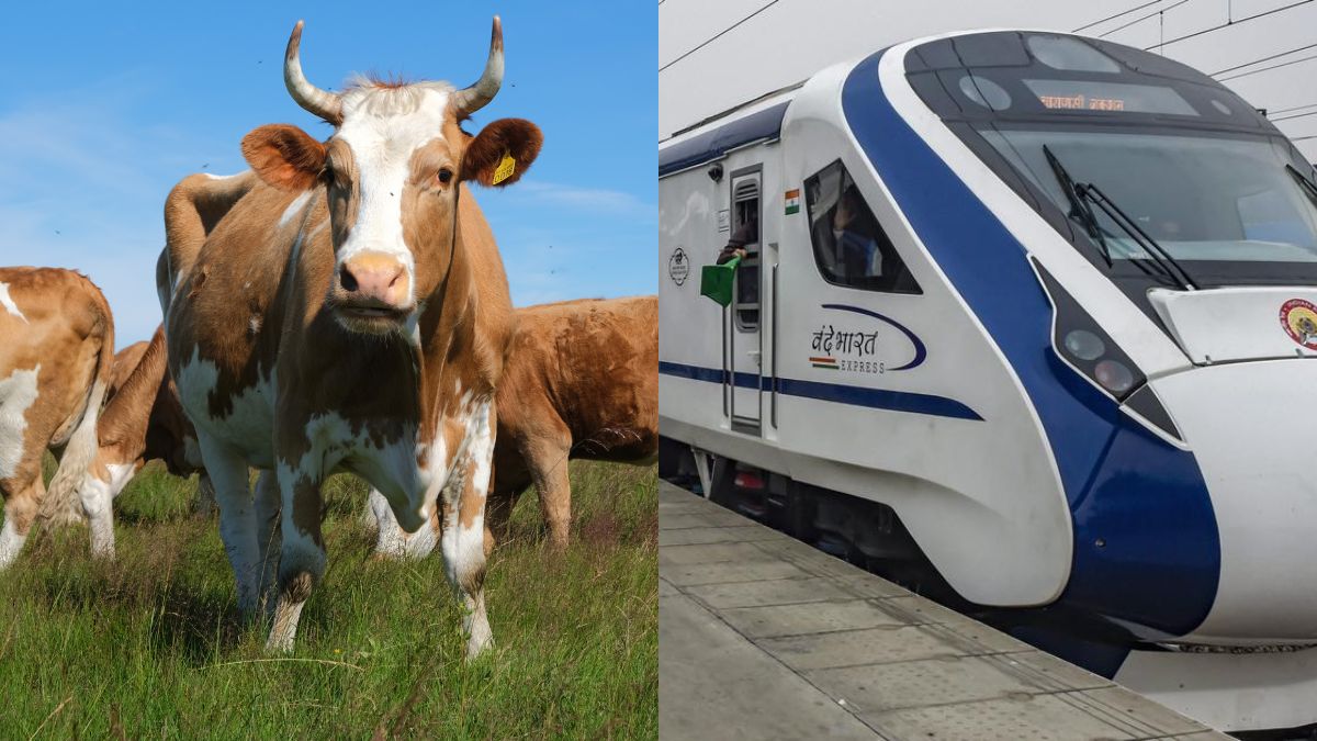 Railways To Construct 1,000 Km Fence To Prevent Cattle Accidents By The Vande Bharat Express
