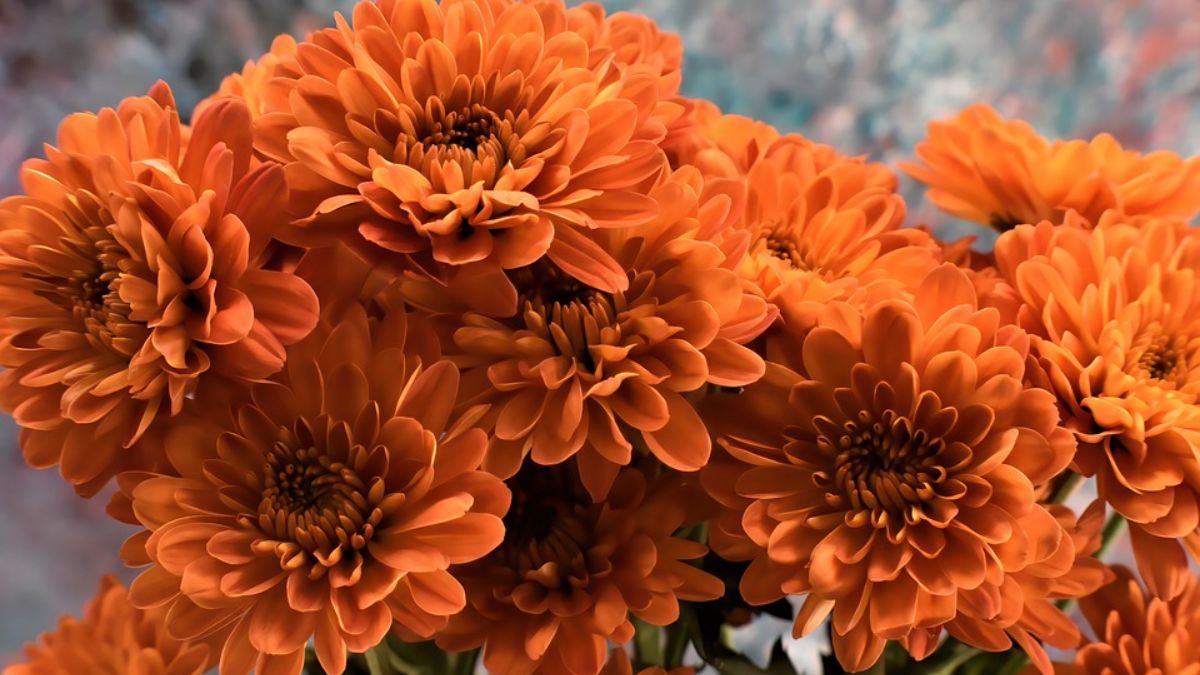Chandigarh To Host A Grand & Beautiful Chrysanthemum Show From Dec 9. Here Are All The Deets!