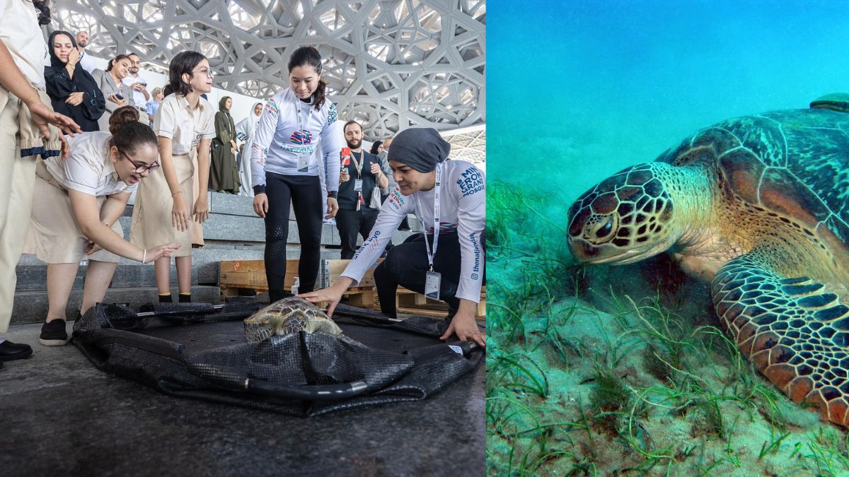 Louvre Abu Dhabi Has Arabian Gulf-Like Rehabilitation Lagoons Where Rescued Turtles Will Have A Temporary Home!
