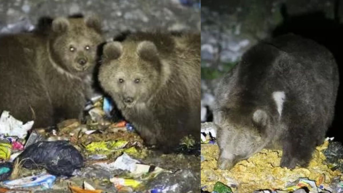Himalayan Brown Bears Are Surviving On Plastic Left By Tourists, Reveals IFS Officer