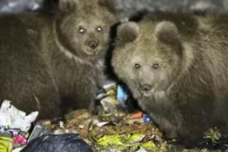 Himalayan Brown Bears