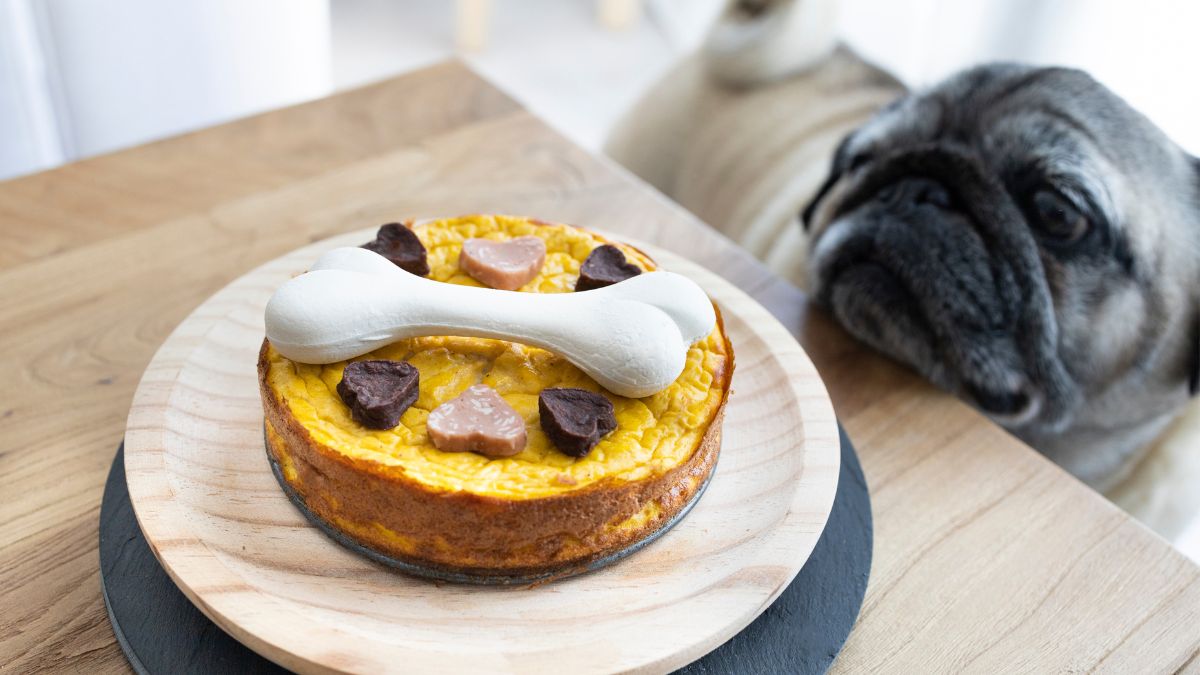 Celebrate NYE With Your Pups! Make Them These DIY Cakes & They’ll Purr-ely Love It