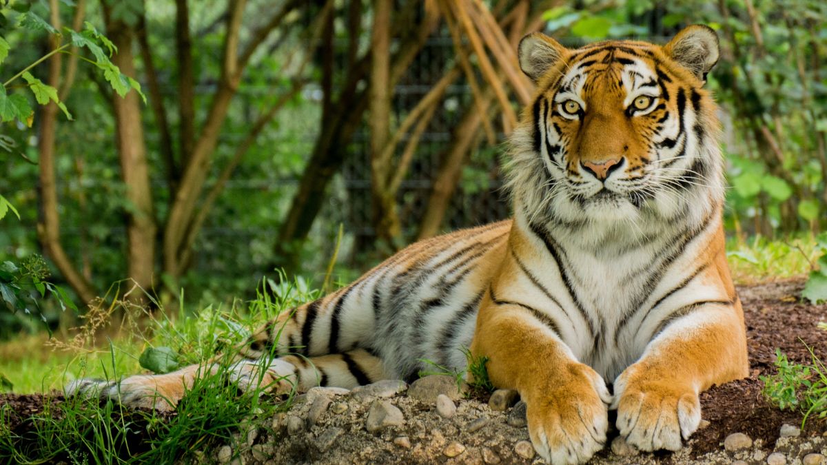 Uttar Pradesh’s Bundelkhand To Be Developed Into Wildlife Hub With Bear & Tiger Reserves 