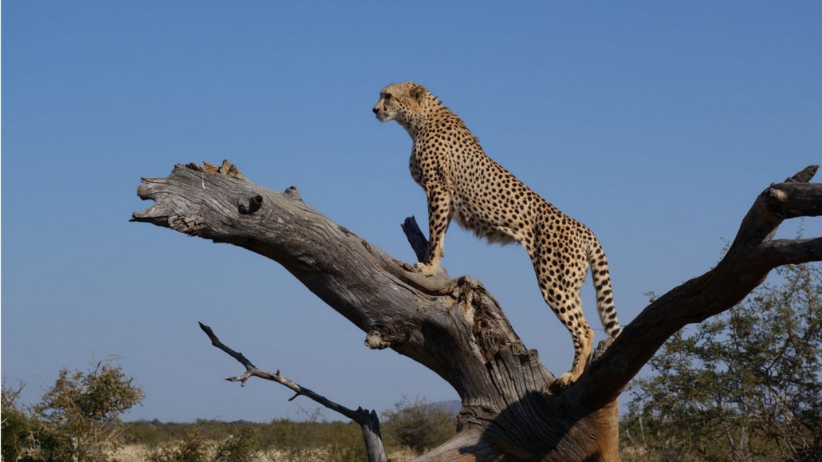 Cheetah Safari To Open Soon At Kuno National Park, MP Government Is Ready To Boost Tourism
